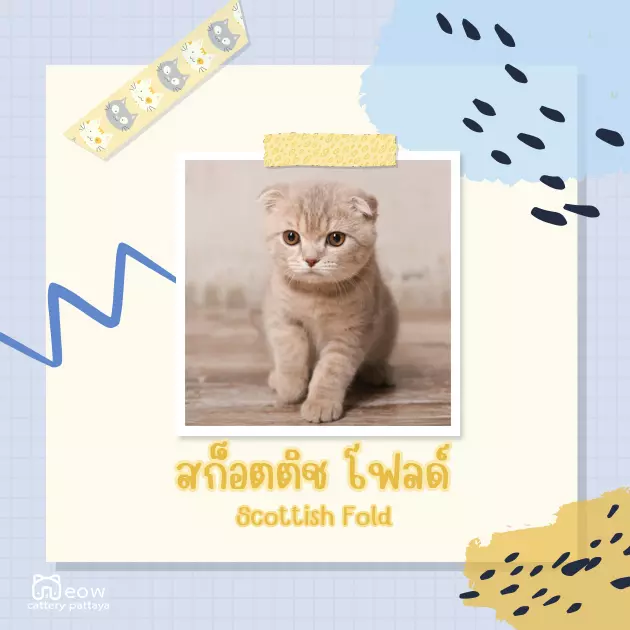 10 สายพันธ์ุน้องแมวขี้อ้อน เป็นมิตรกับมนุษย์